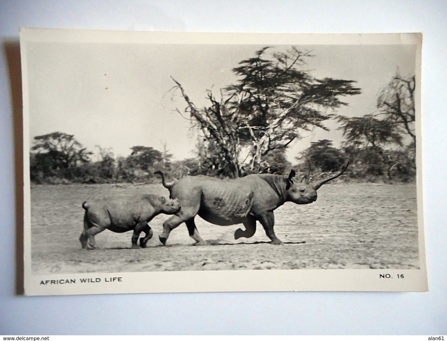 CPSM AFRICAN WILD LIFE N 16 RHINOCEROS - Rhinocéros
