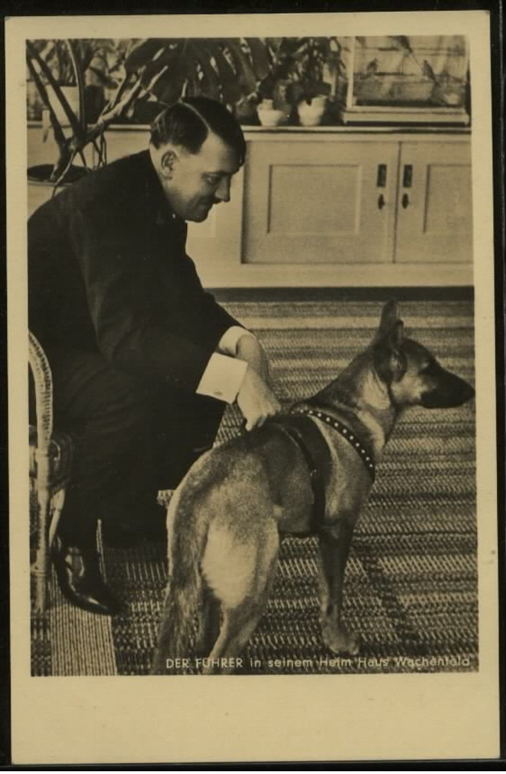 P0301 - DR Photo Hoffmann Postkarte Nr. 338, Adolf Hitler Mit Schäferhund: Ungebraucht. - Briefe U. Dokumente