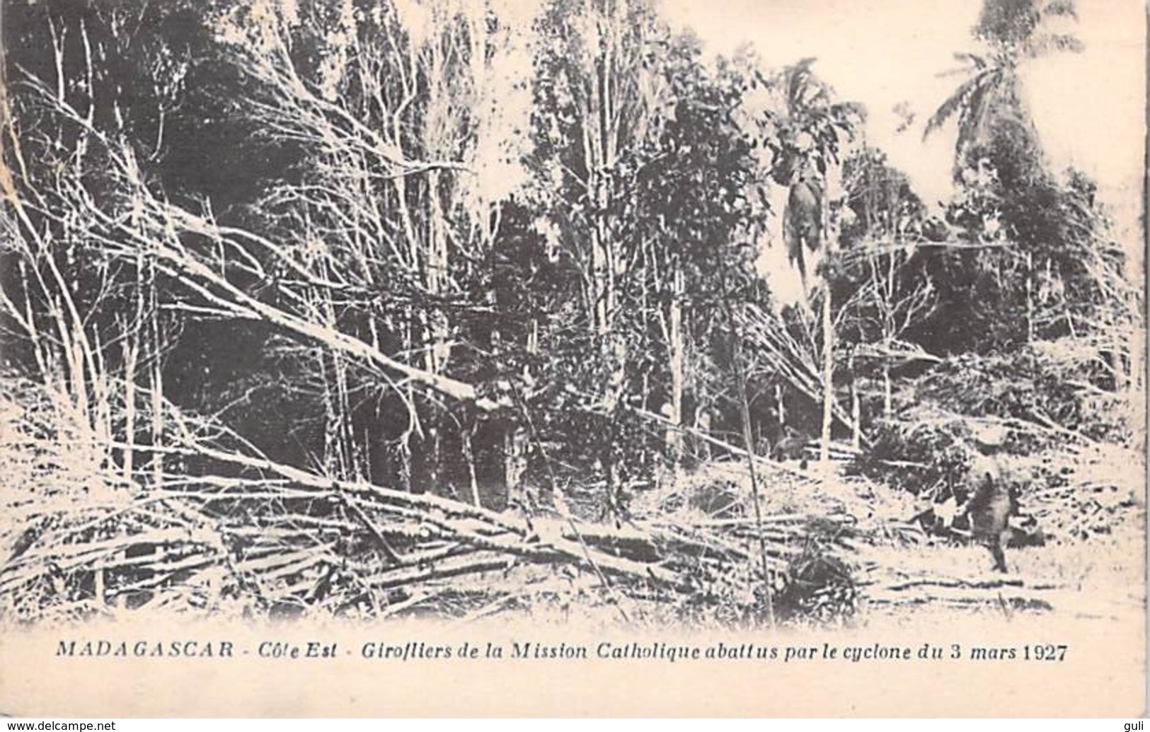 Afrique  MADAGASCAR Côte Est Girofliers De La Mission Catholique Abbatus Par Le Cyclone Du 3 Mars 1927 *PRIX FIXE - Madagascar