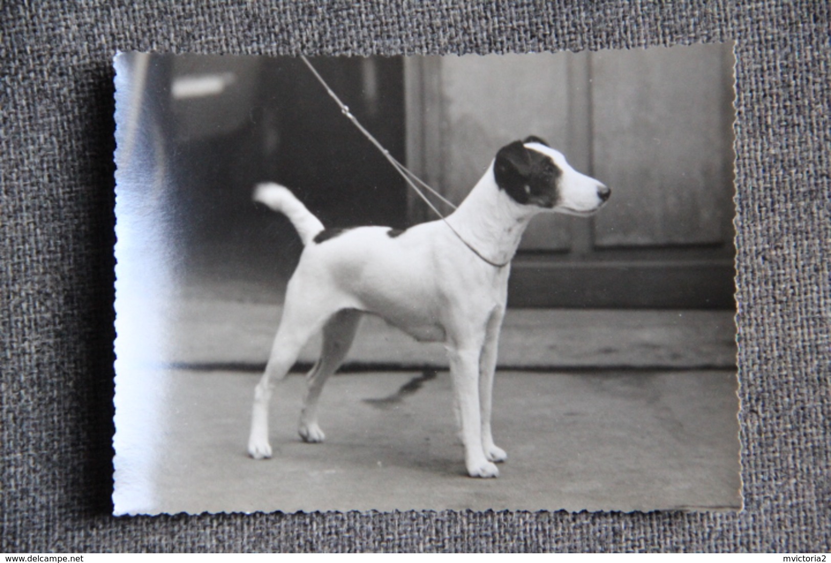 Photographie Chien Fox Terrier à Poil Court. - Autres & Non Classés