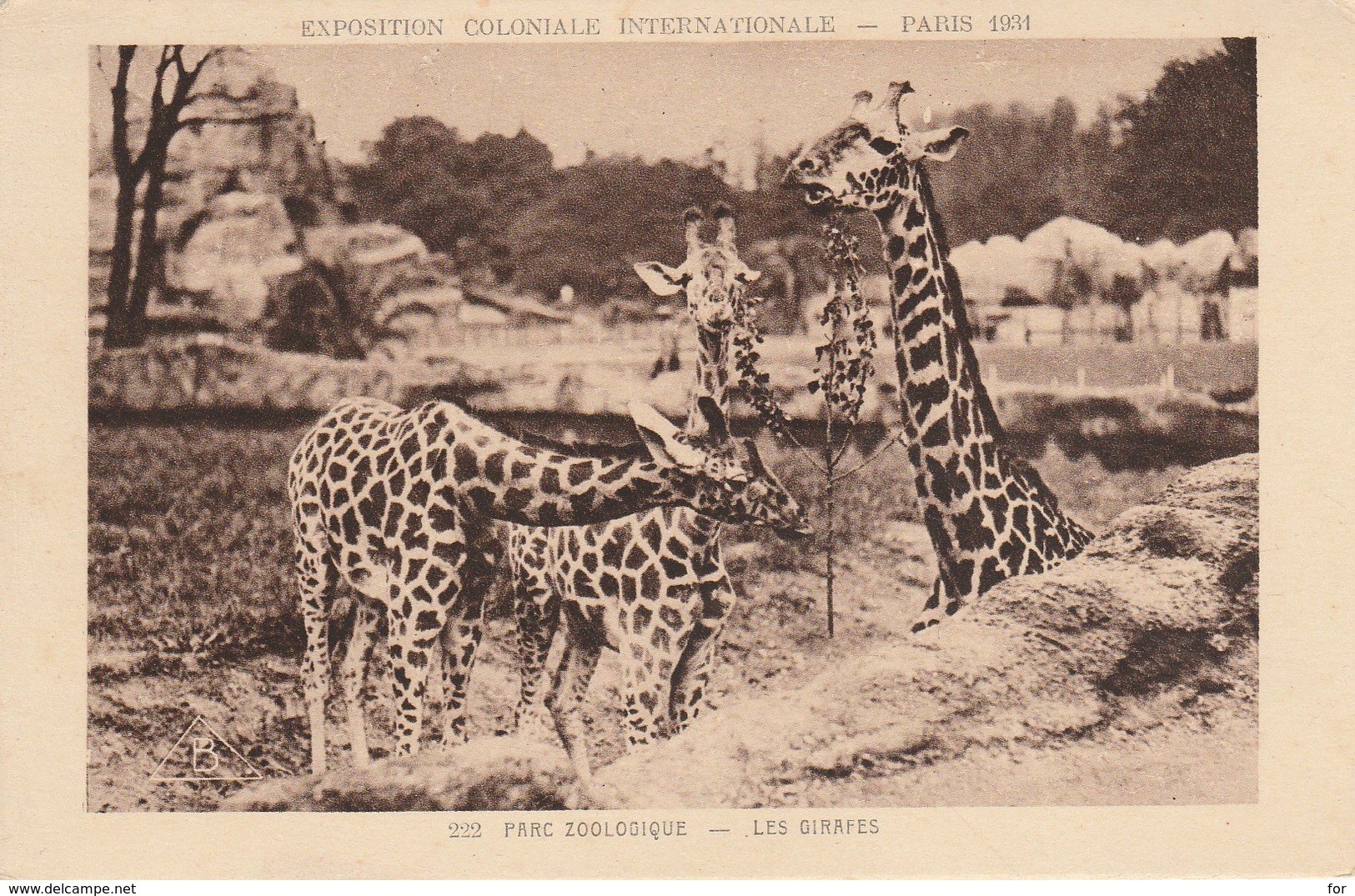 Girafes : Les GIRAFES :  Parc Zoologique ( Paris 1931 : Exposition Coloniale Internationale ) - Jirafas