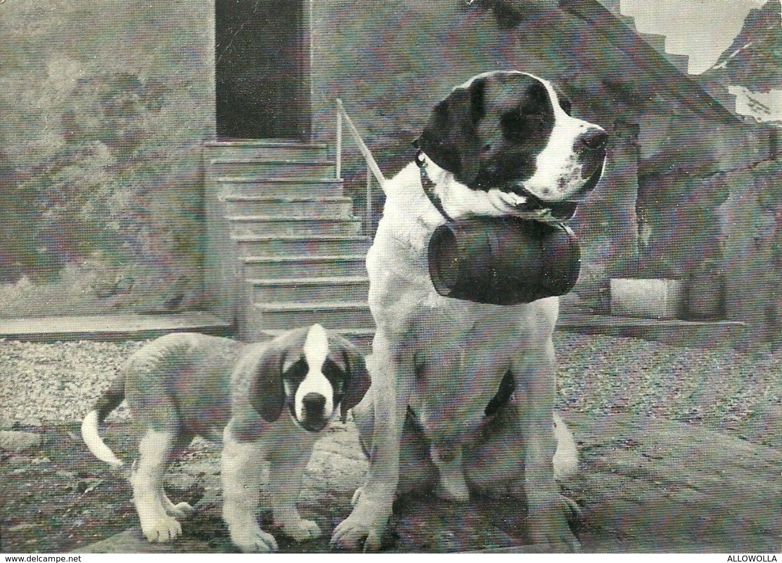 2179 " CHIENS DU GRAND ST. BERNARD " CARTOLINA POSTALE ORIGINALE NON SPEDITA - Other & Unclassified