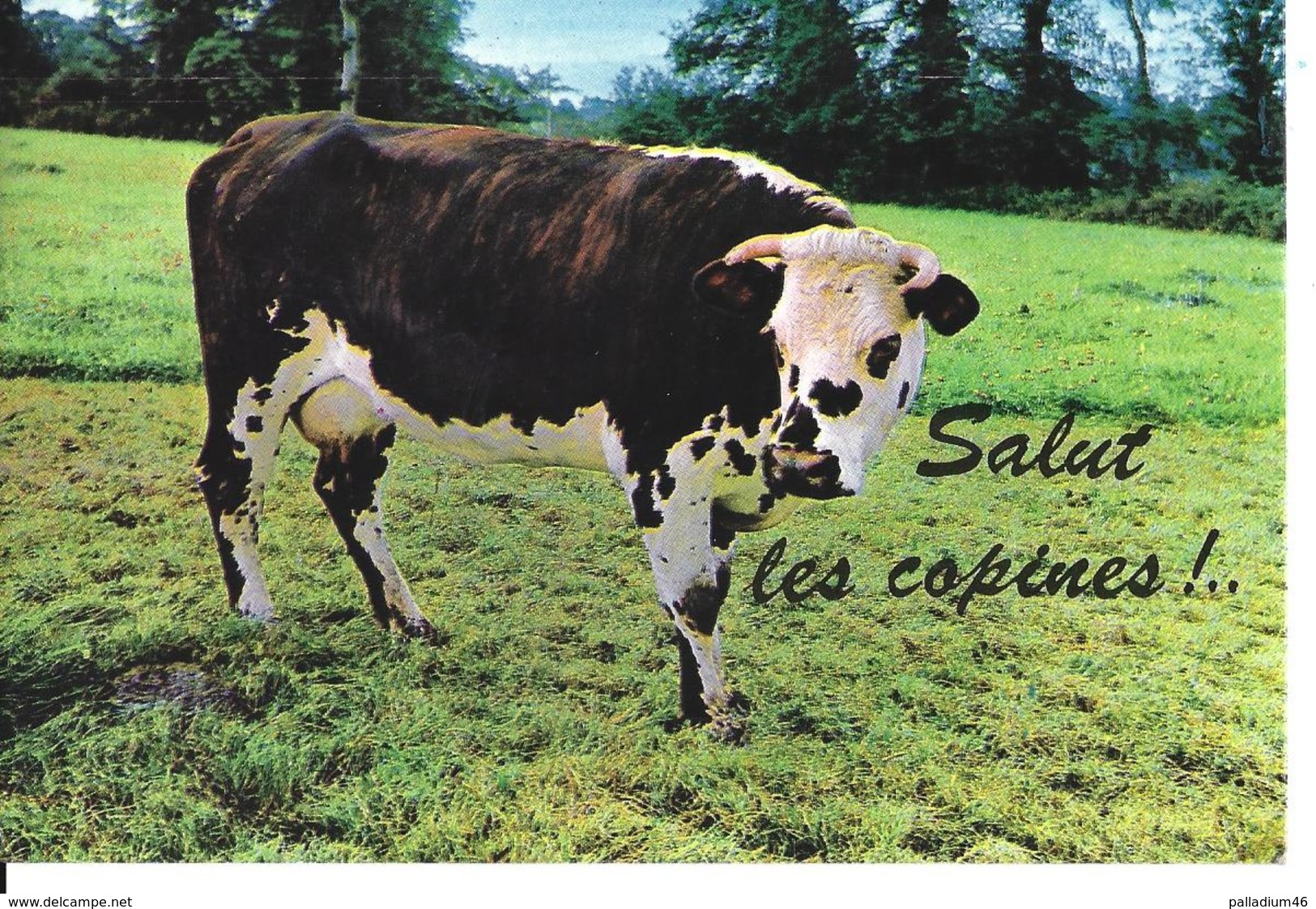 ANIMAUX VACHES SALUT LES COPINES - Circulé - Vaches