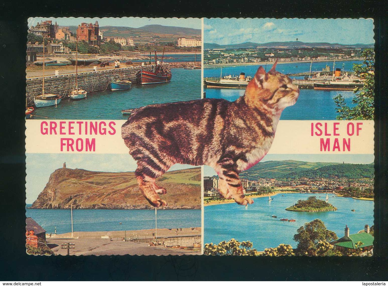 Gato. Isle Of Man. Foto *John Ranscombe* Nueva - Gatos