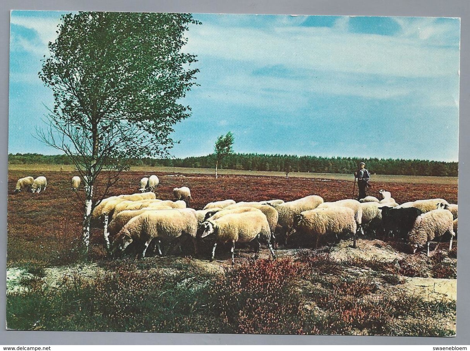 NL.- EPE - HEERDE.. Schaapskudde Op De Rendierklippen. Schaapherder. Schapen. Hei. - Andere & Zonder Classificatie