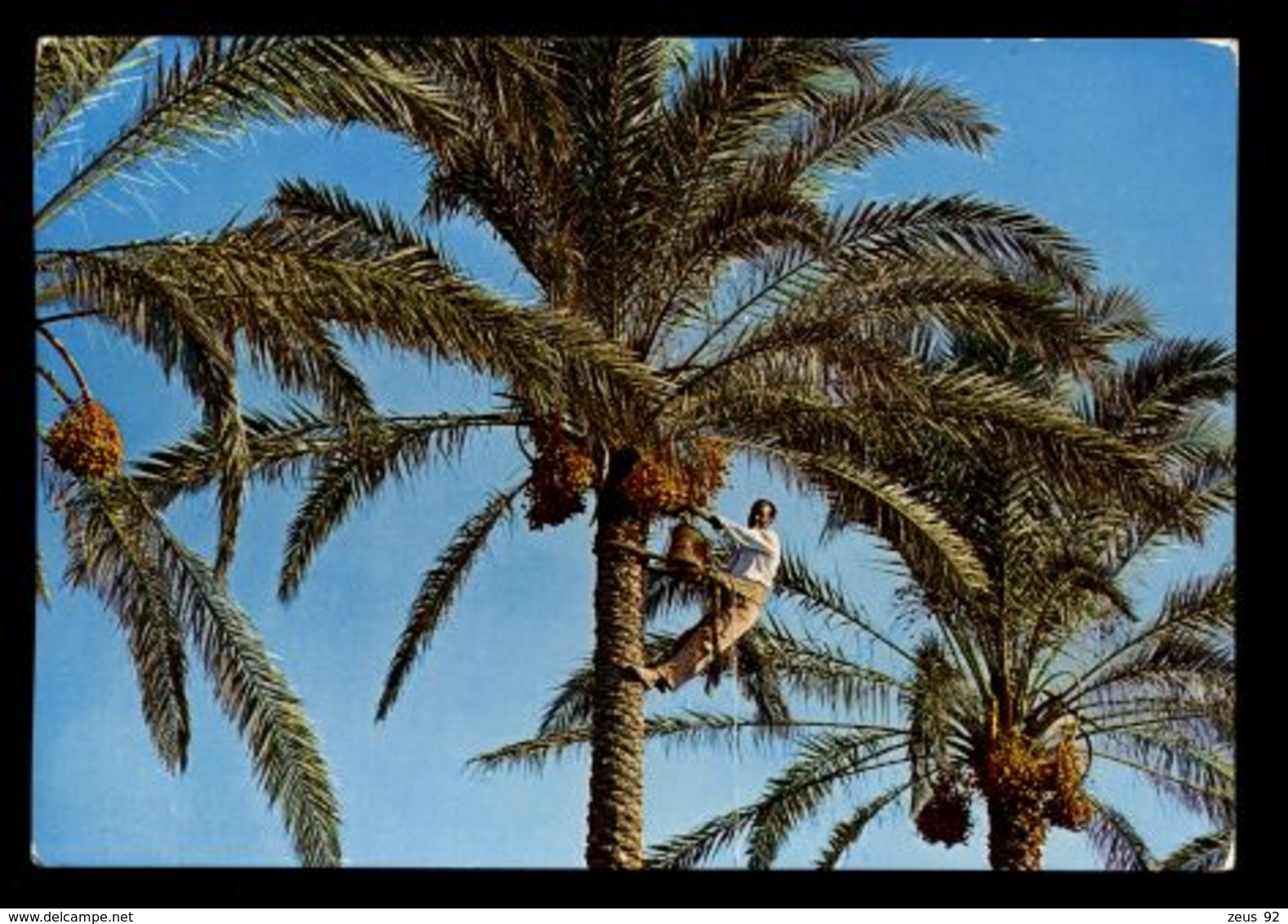 C309 LIBYA LIBIA - DATE PALM RACCOLTA DEI DATTERI  CIRC. 1975 - Libia