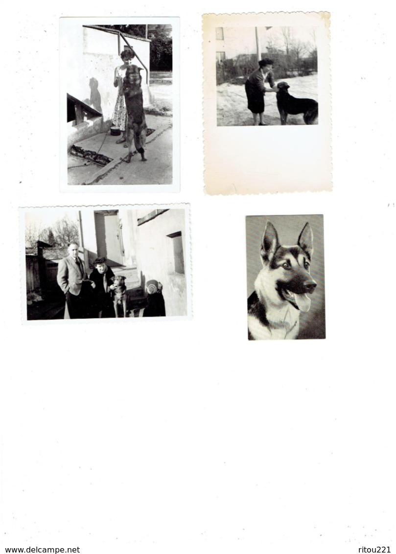 Lot 4 - Petite Photo (3) Chien Loup Berger Allemand Varsovie 1955  + Image Cemoi N°38 - Altri & Non Classificati