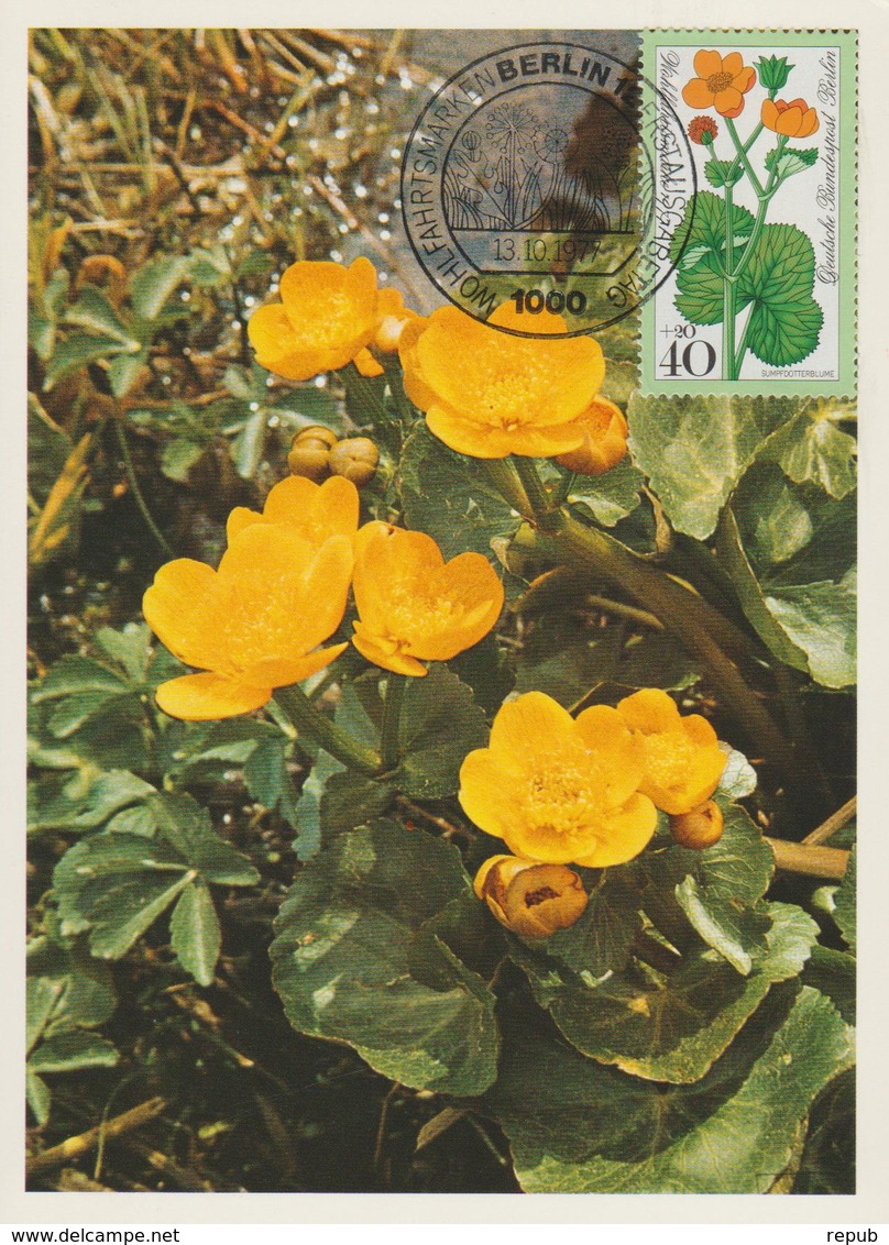 Allemagne Berlin Carte Maximum Fleurs 1977 Populage 519 - Cartoline Maximum