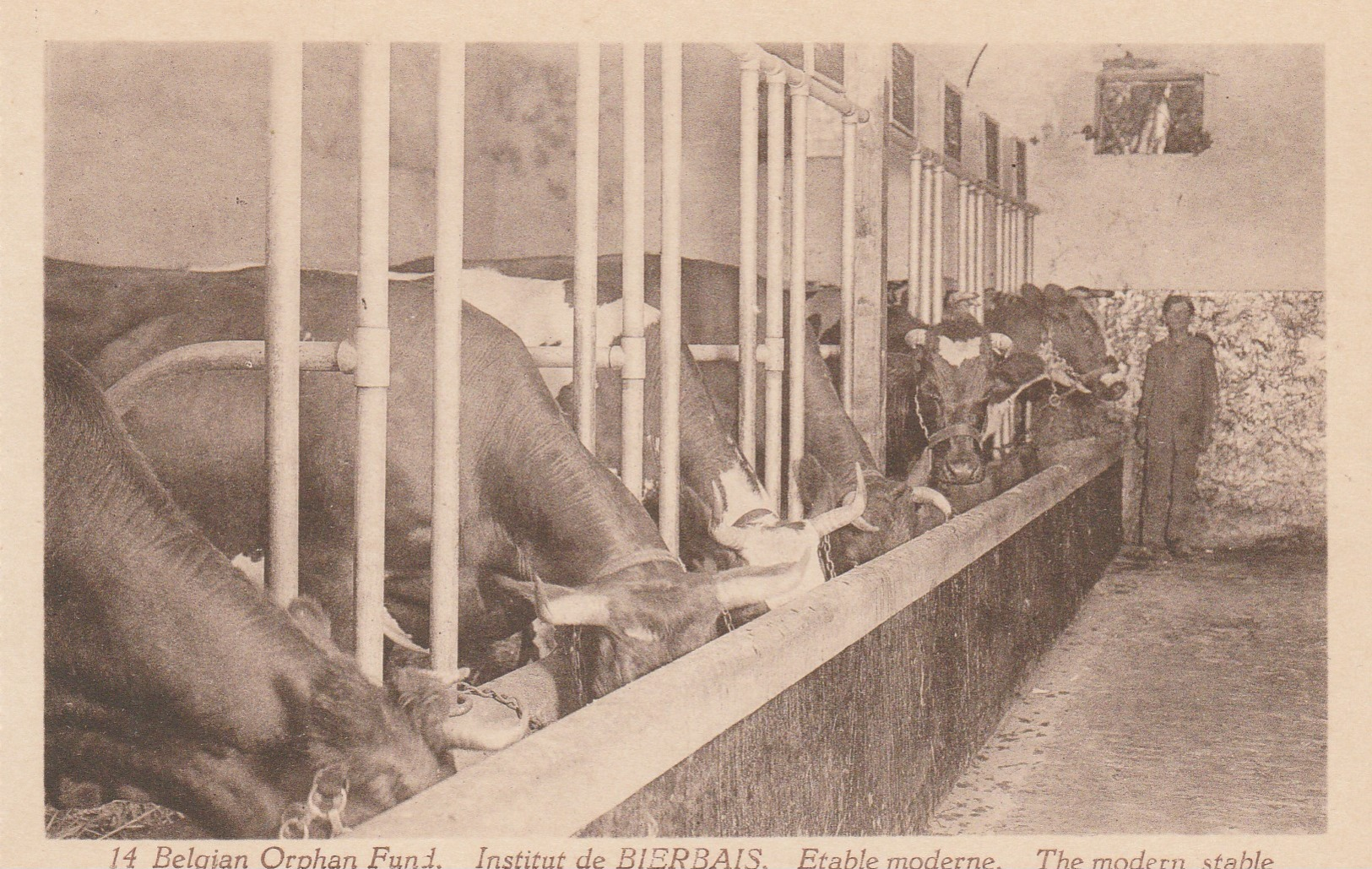 Mont-St-Guibert  ;Institut De Bierbais , étable Moderne ; The Modern Stable ( Vache ,laiterie  ) - Elevage