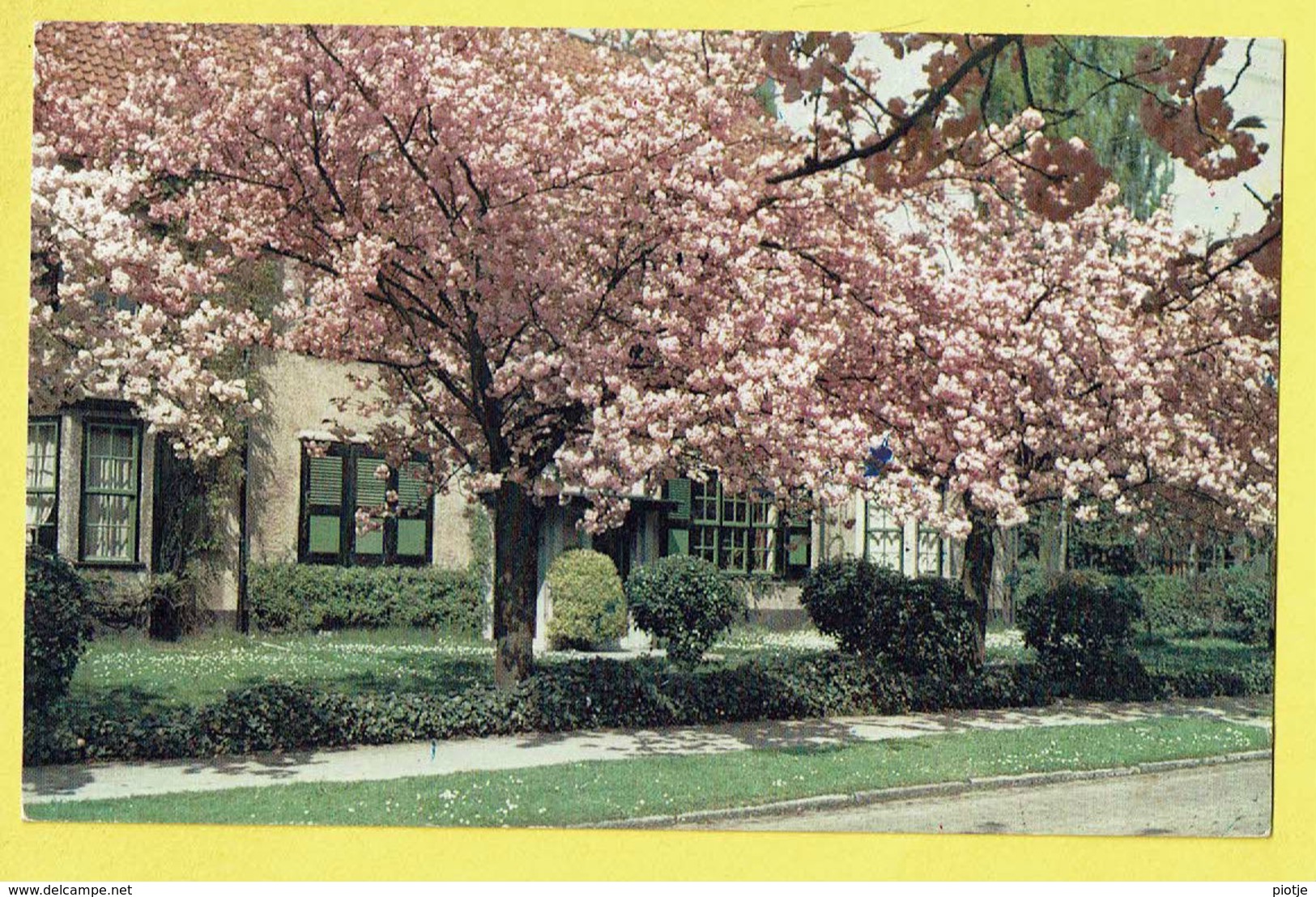 * Boitsfort - Watermaal Bosvoorde (Bruxelles) * (Edition Le Berrurier) Le Logis, Cerisiers En Fleurs, Kerselaar, Arbre - Watermael-Boitsfort - Watermaal-Bosvoorde