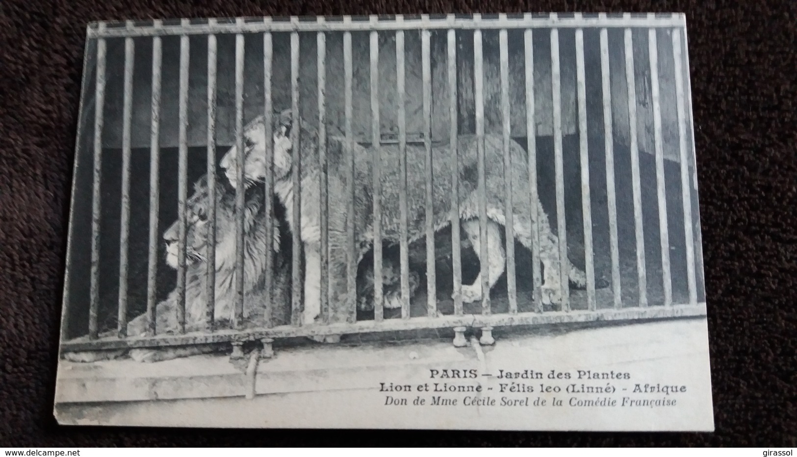 CPA PARIS JARDIN DES PLANTES LION ET LIONNE FELIS LEO LINNE AFRIQUE DON DE MME CECILE SOREL  UN MANQUE COIN - Lions