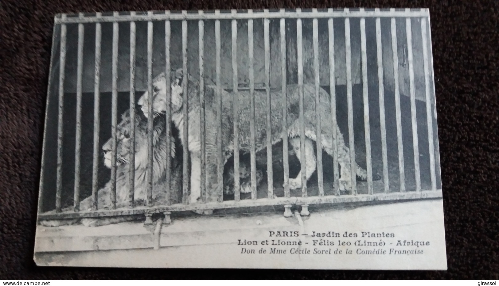 CPA PARIS JARDIN DES PLANTES LION ET LIONNE FELIS LEO LINNE AFRIQUE DON DE MME CECILE SOREL  UN MANQUE COIN - Leones