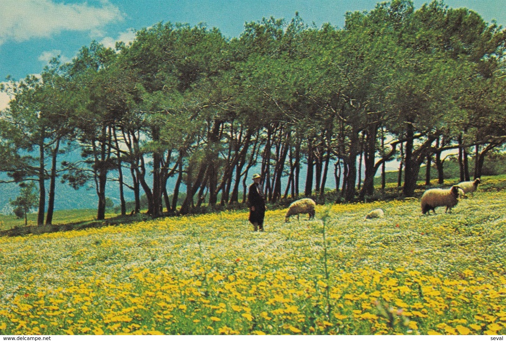 * Cyprus 1970's Postcard * Pasture Land * Collection : Kyprianides: 175 * - Chypre