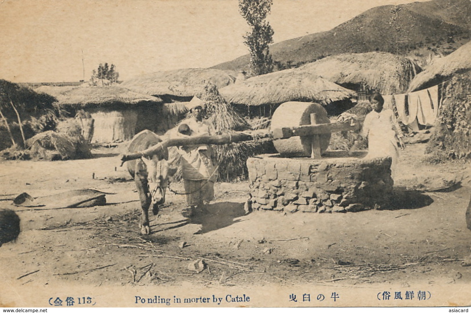 Pounding In Mortar By Catale  Rice Mill With Cow . - Korea, South