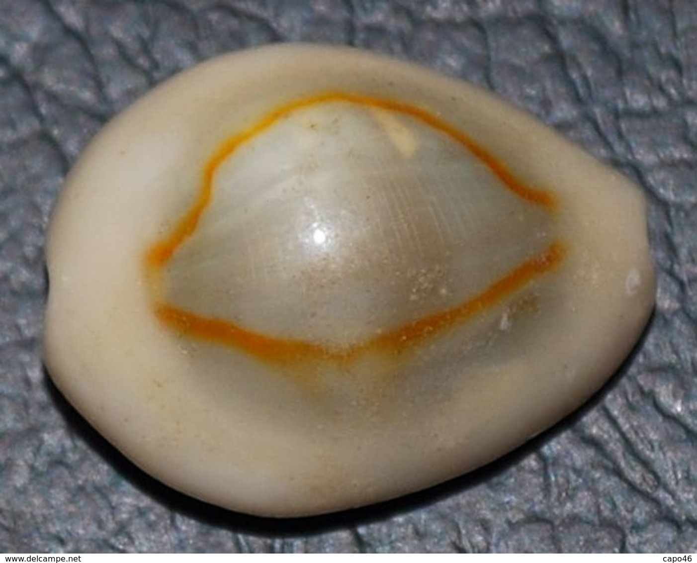 20 - CYPRAEA ANNULUS - Mm. 18 - Coquillages