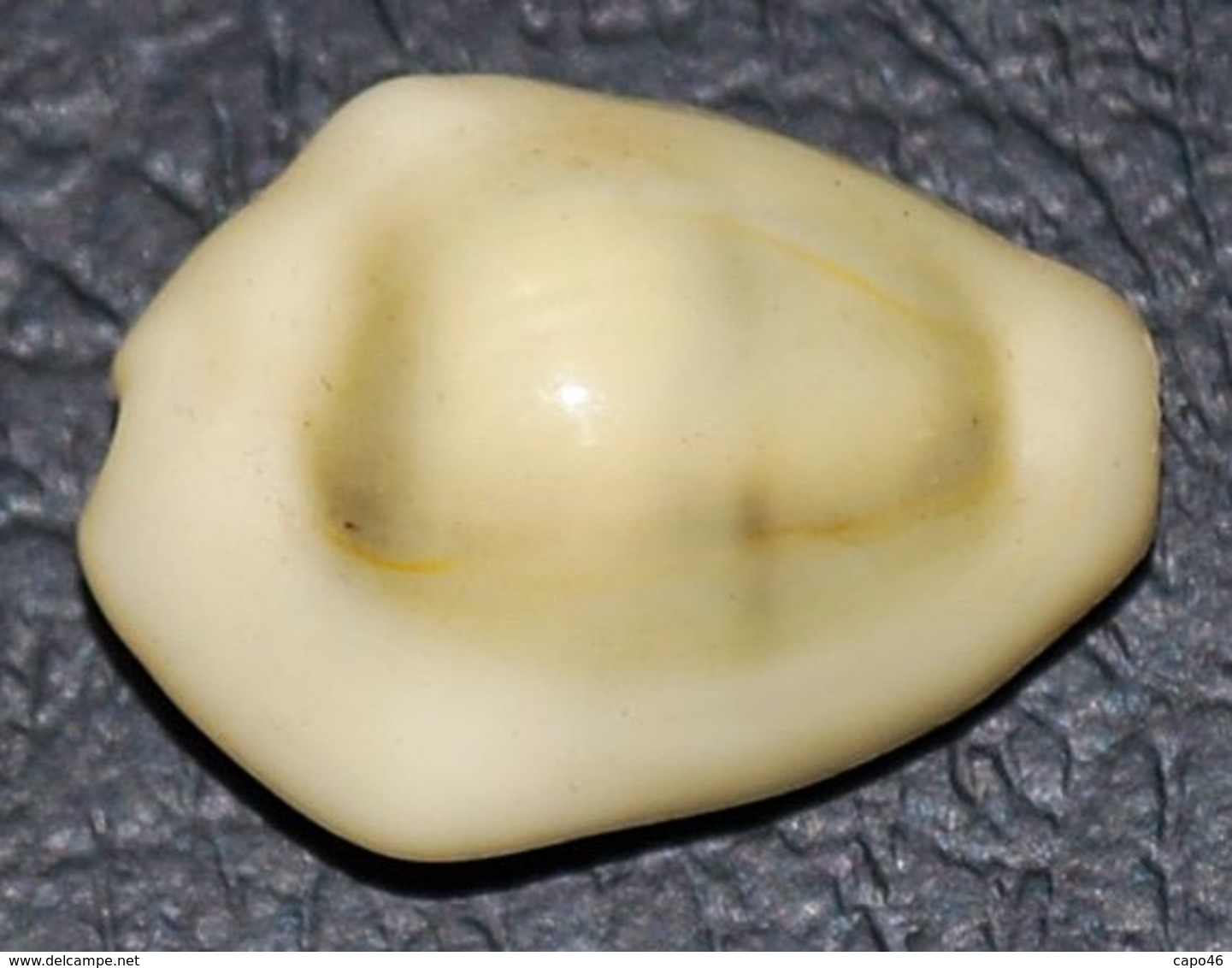 18 - CYPRAEA MONETA - Mm. 18 - Conchiglie