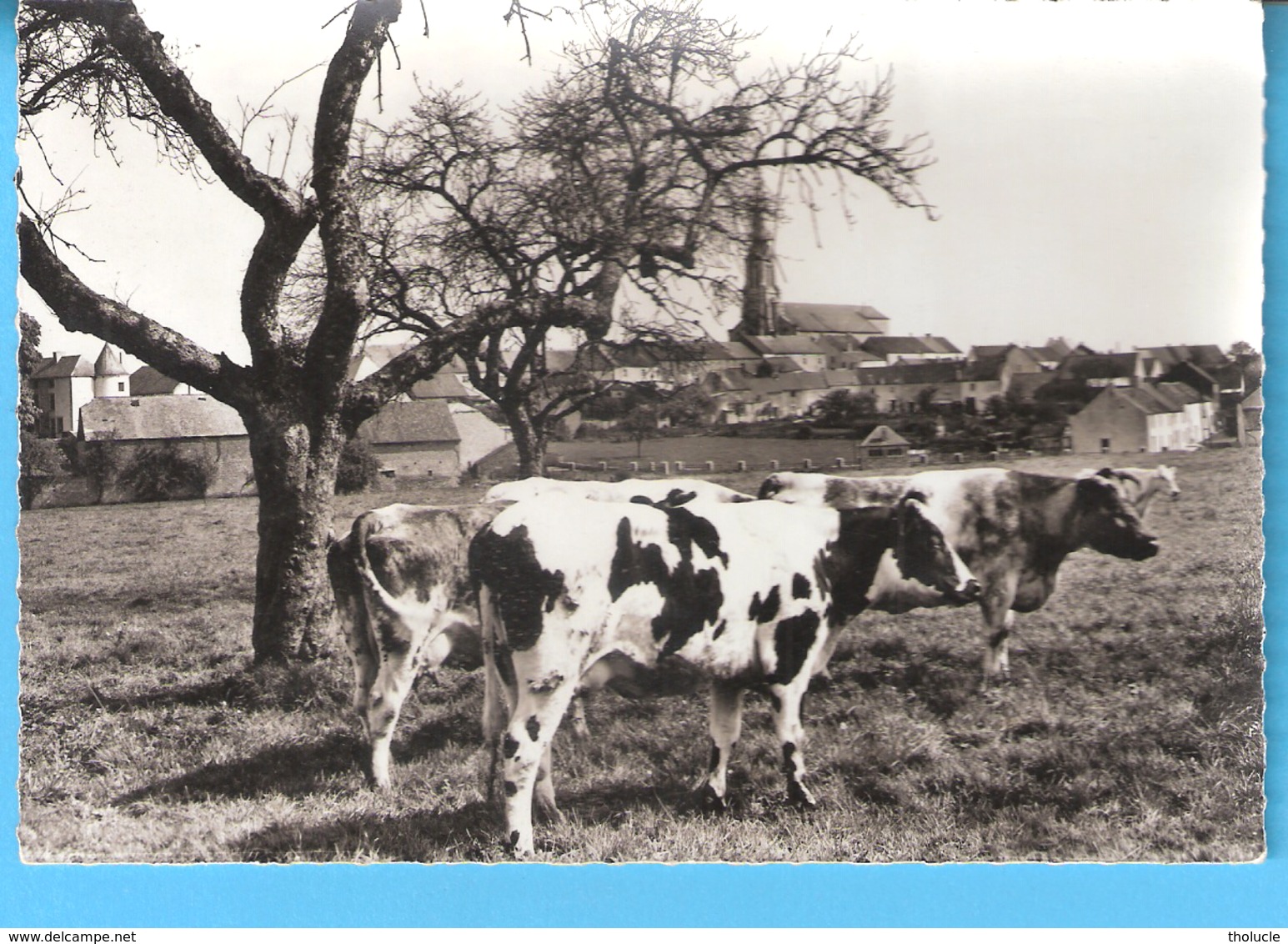 Senzeilles-Senzeille (Cerfontaine-Philippeville)-Vue Du Village Et De L'Eglise-Vaches-Le Bonheur Est Dans Le Pré... - Cerfontaine