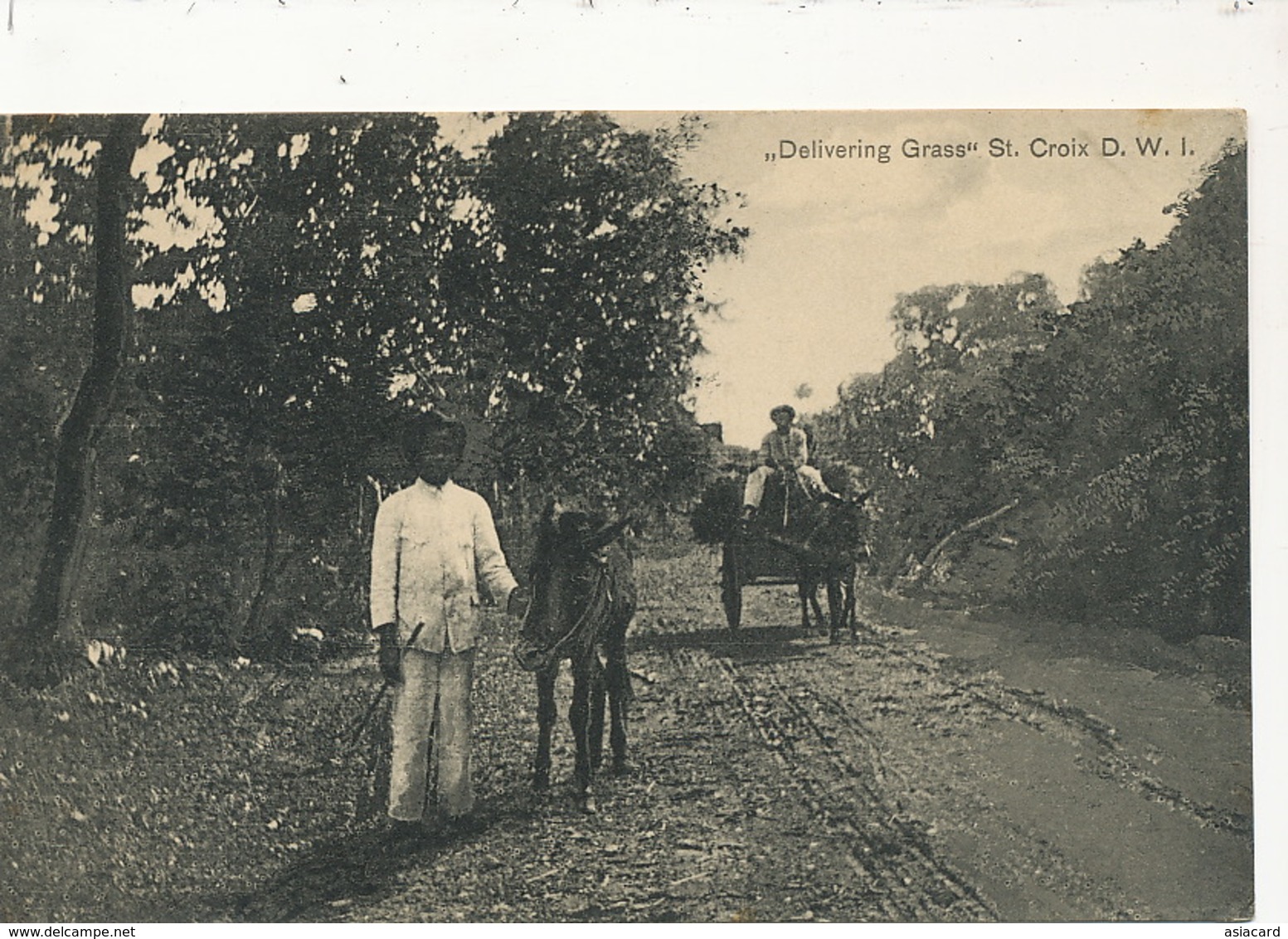 St Croix D.W.I. Dansk Vestindien   Delivering Grass  Donkey Cart Ane  Edit Benjamin - Virgin Islands, US