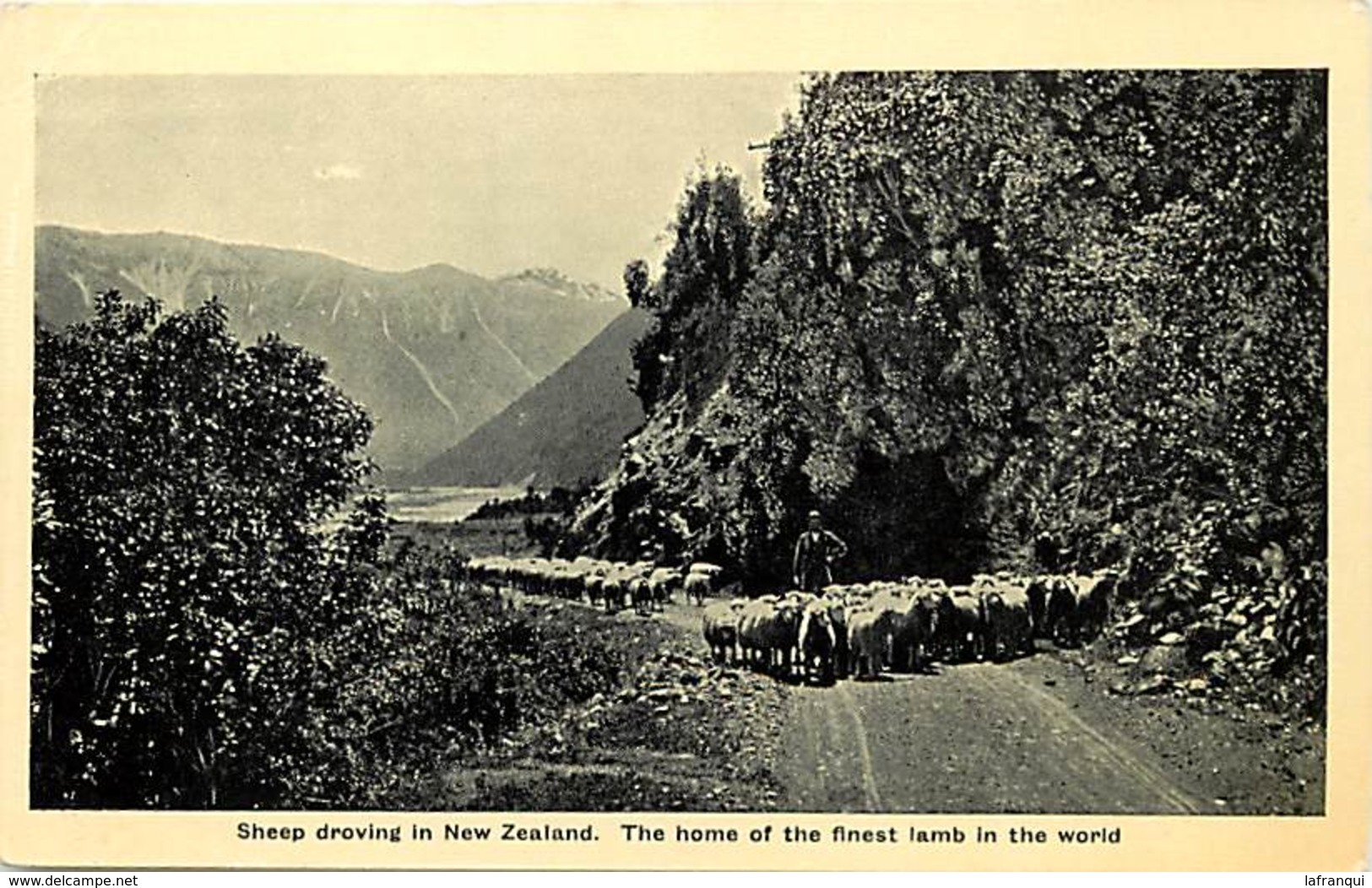 Pays Div -ref P376- Nouvelle Zelande - New Zeeland - The Finest Lamb In The World - - Nouvelle-Zélande