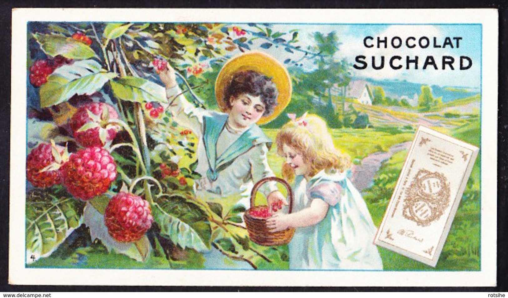 CHROMO Chocolat SUCHARD  Fruits Et Enfants    Framboises     Serie 106 - Suchard