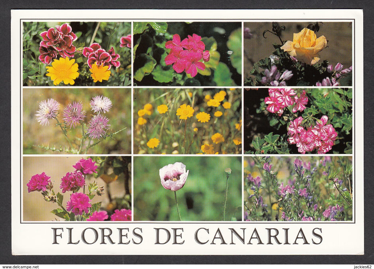 93118/ FLEURS, Fleurs Des Canaries - Fiori