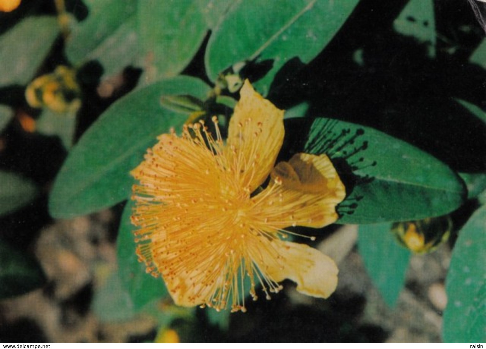 Fleur Millepertuis Hypericum Paeforatum.Hypericacées Sommités Fleuries,antiseptique Et Vulnéraire-publicité :Hémoluol BE - Geneeskrachtige Planten