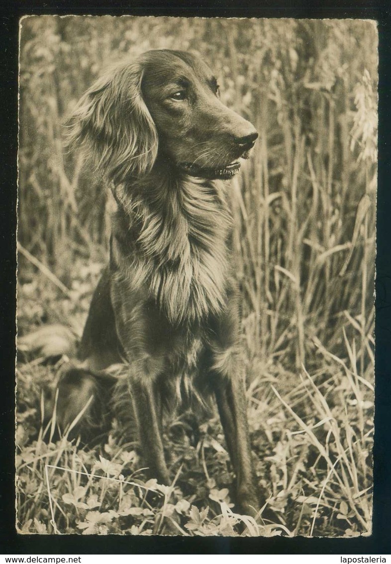 Perro. *Irish Setter* Ed. Beringer Nº A-9420. Fabricación Suiza. Nueva. - Perros