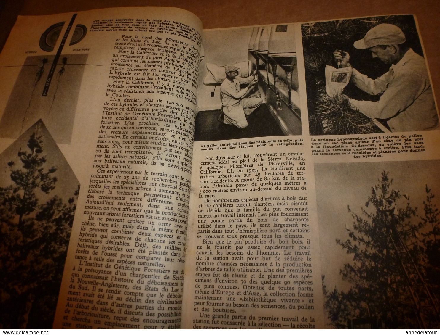 1951 MÉCANIQUE POPULAIRE:La Maison En Mélasse;Contre L'humidité ; Nouvelles Espèces D'arbres ; Automobile De Demain;etc - Other & Unclassified