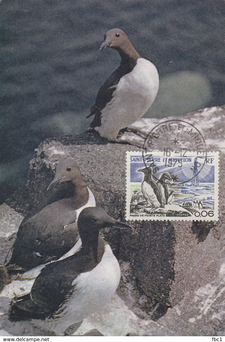 Carte Maximum - Oiseaux - Guilemots - Saint Pierre Et Miquelon - 1975 - Autres & Non Classés