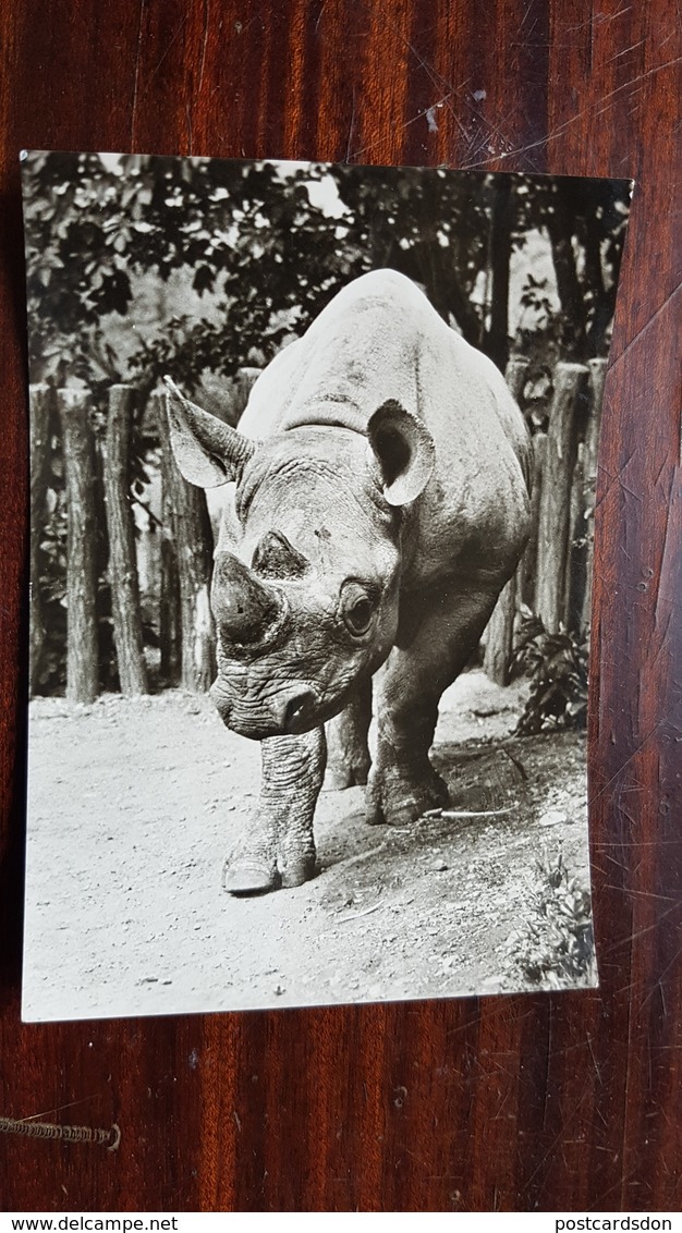 Prague - Praha Zoo. 1960s Rhino - Rinoceronte