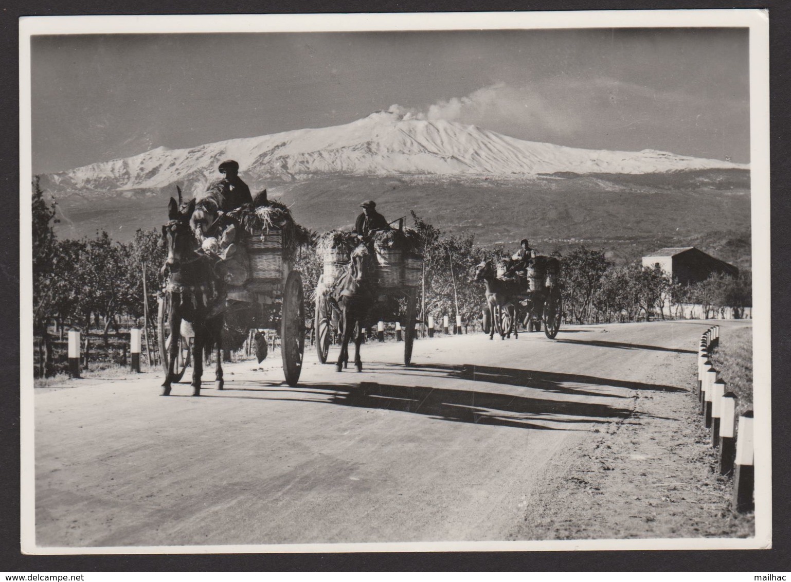 ITALIE - SICILE - TAORMINA - Etna - Attelages - Beau Plan Photo Licari - Messina