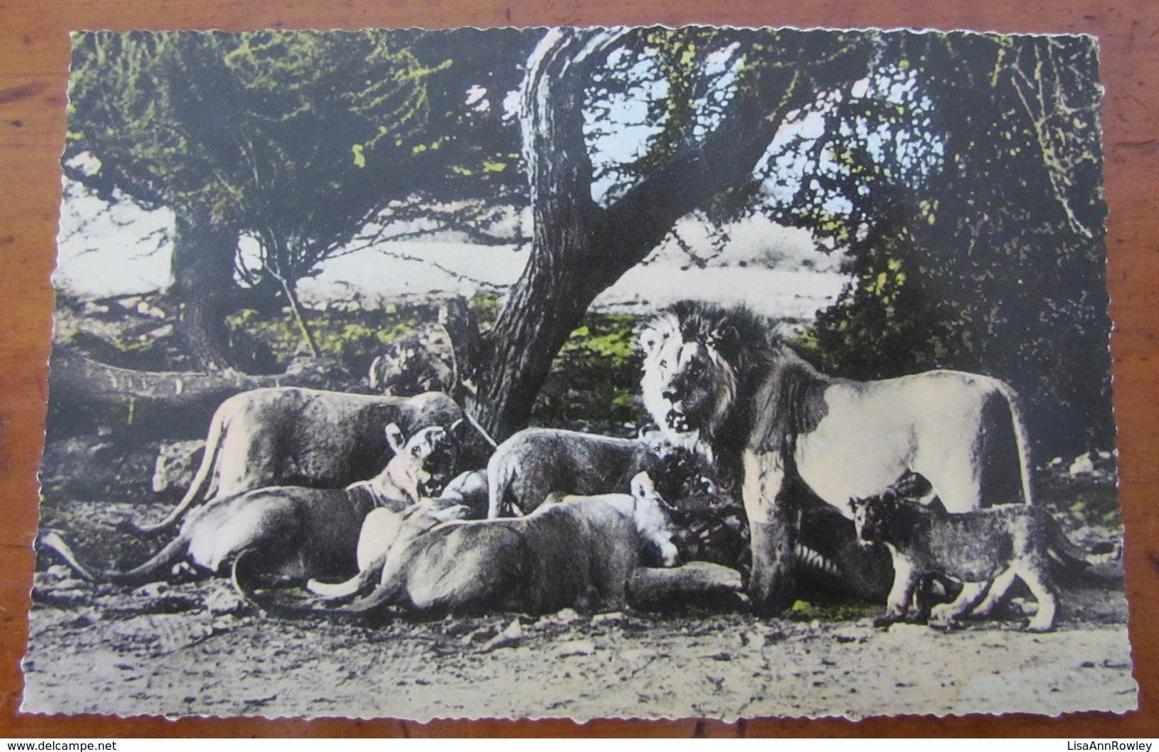 SOUTH WEST AFRICA=GERMAN=PRIDE Of LIONS On A KILL & CUBS=ETOSHA GAME RESERVE=PHOTO-PROF. LUTZ HECK=CALLESEN (PTY) Ltd. - Namibië