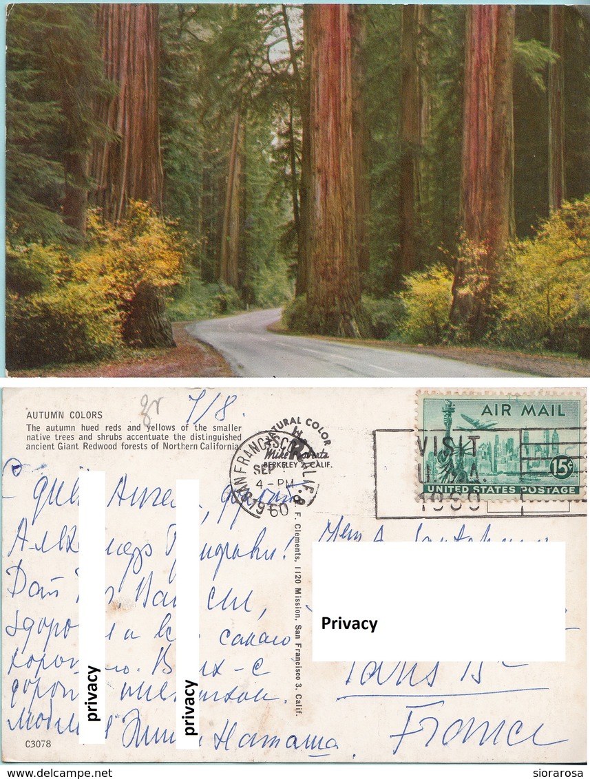 California - Autumn Colors - Sequoie Giganti - Giant Redwood - Alberi