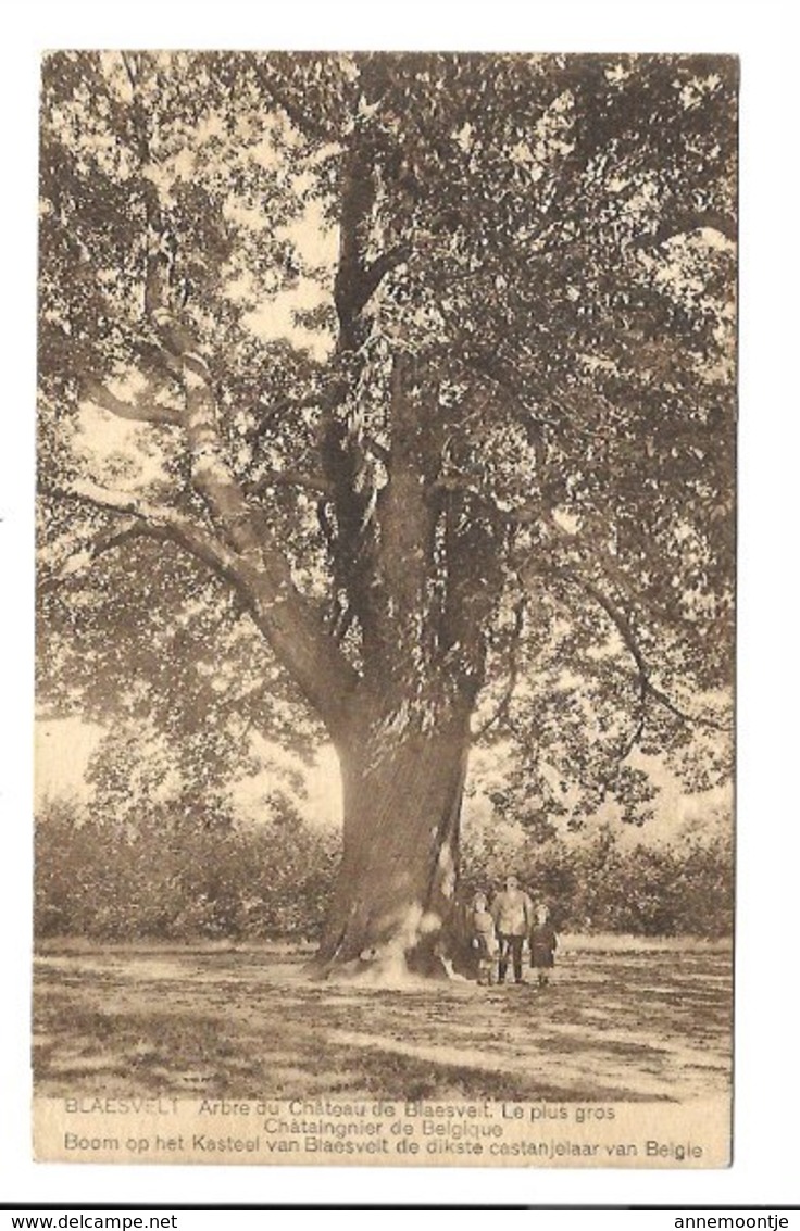 Blaasvelt - Boom Op Het Kasteel Van Blaesvelt...... - Willebroek