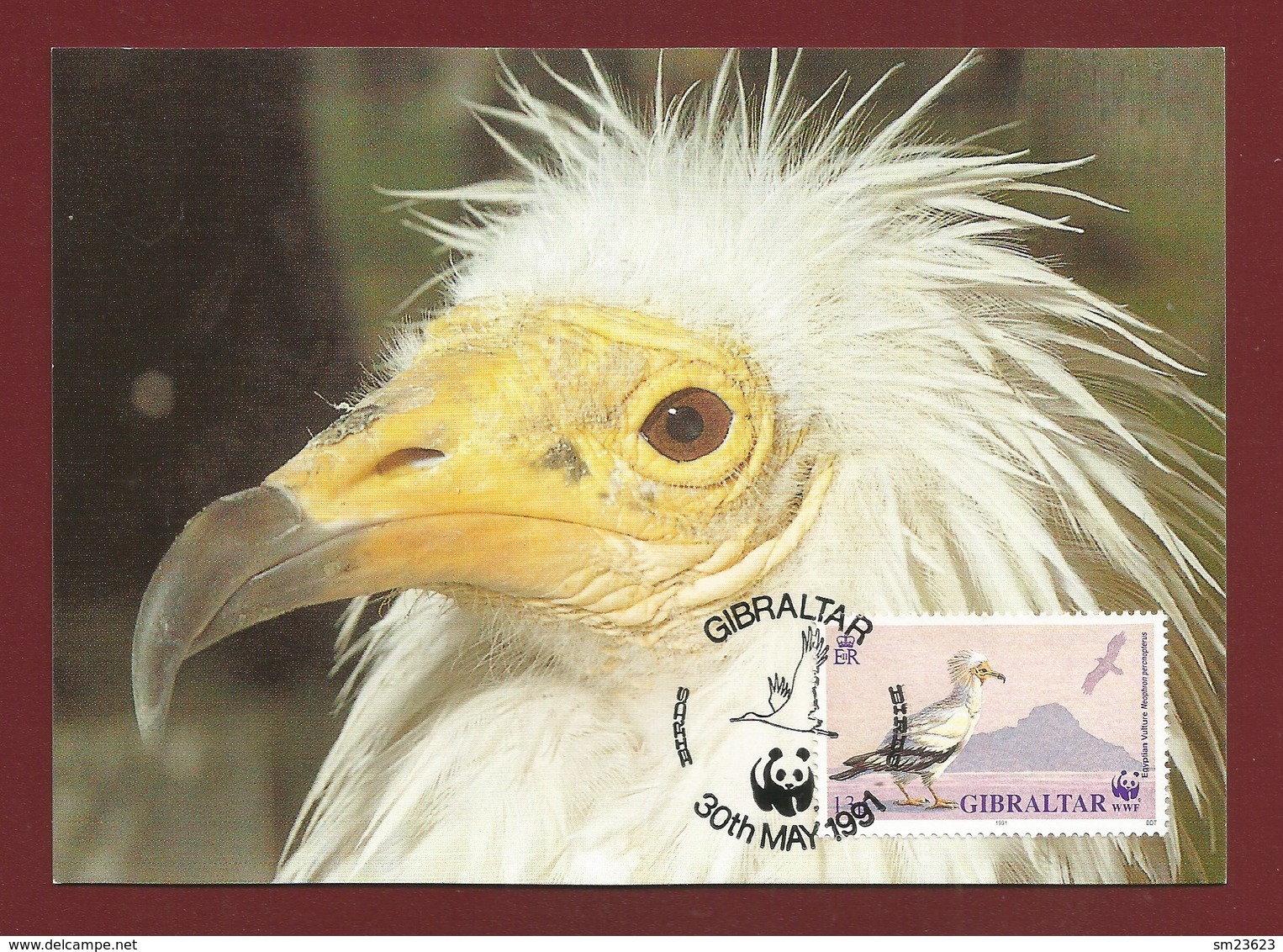 Gibraltar 1991 Mi.Nr. 621 , Egyptian Vulture / Schmutzgeier - WWF Official Maximum Card - 30th May 1991 - Cartes-maximum