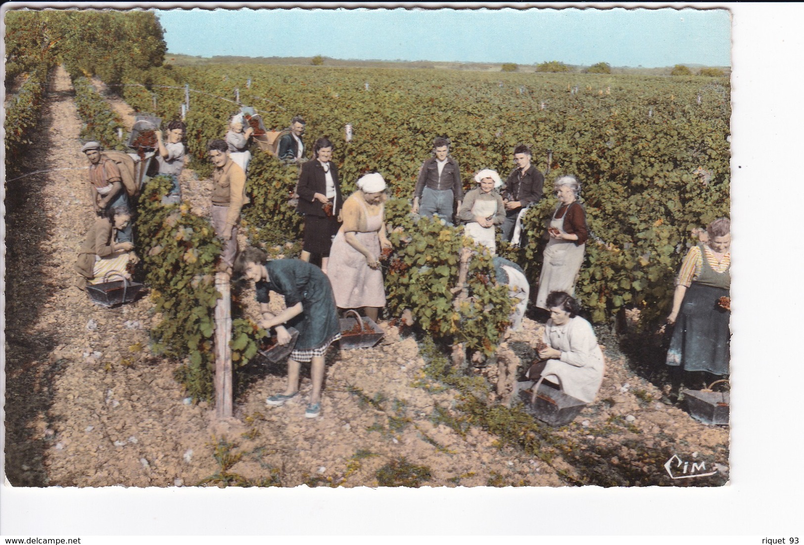 Marçon (Sarthe) - Vendanges (beau Plan) - Vignes