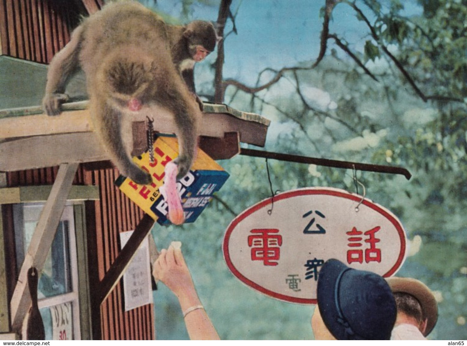 Mt. Takasaki National Park Japan, Fuji Camera Film Sign, Monkey Fed By Tourist, C1960s Vintage Postcard - Other & Unclassified