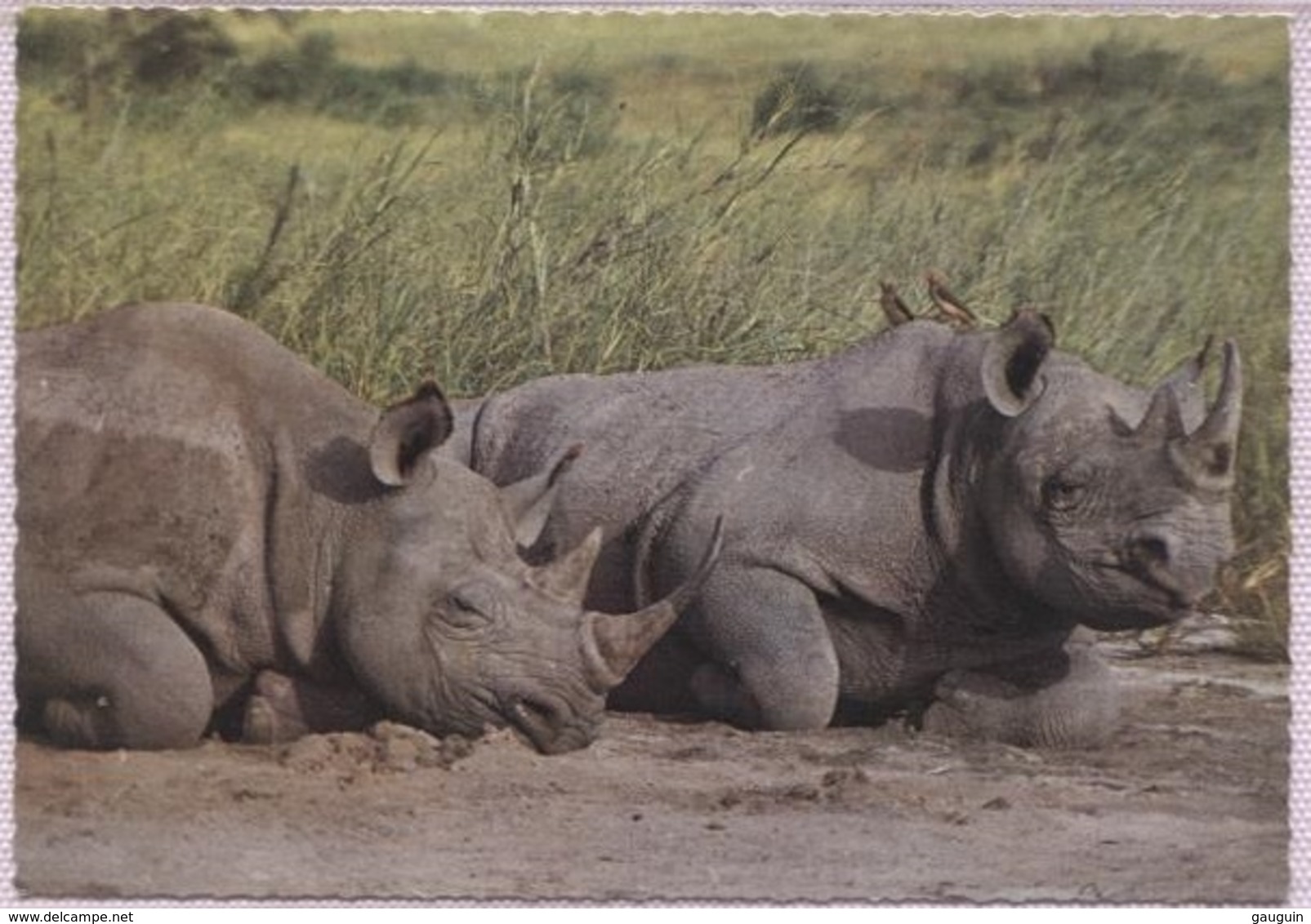 CPM - FAUNE AFRICAINE - RHINOCEROS - Edition Italcolor - Rhinocéros