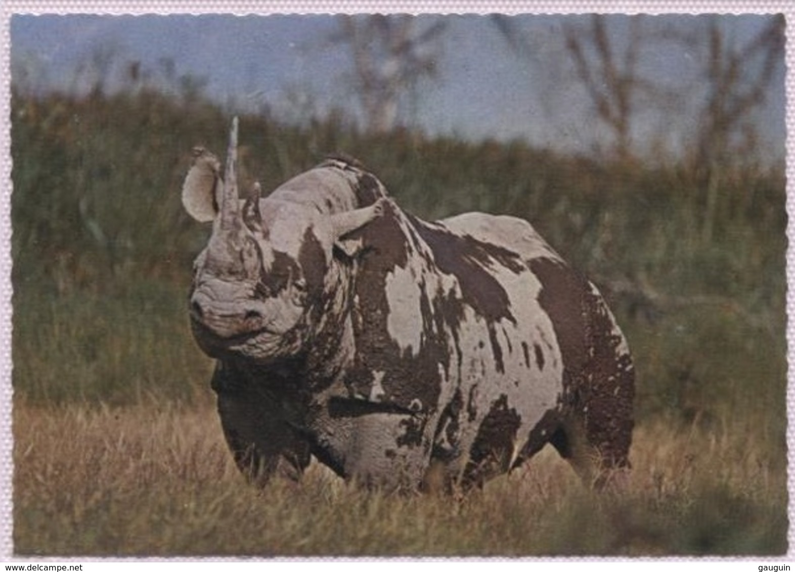 CPM - FAUNE AFRICAINE - RHINOCEROS - Edition Italcolor - Rhinocéros