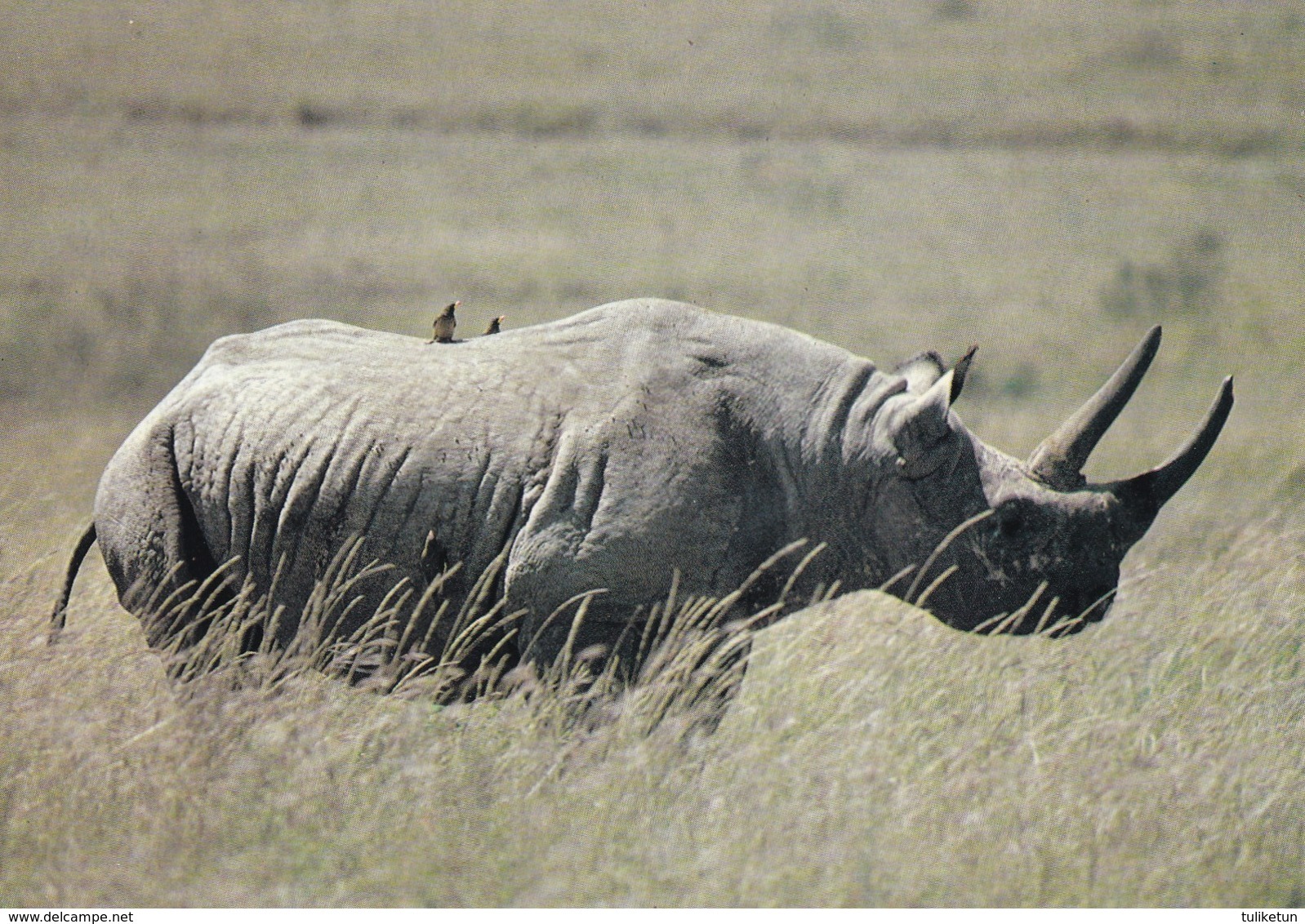 Rhinoceros - Rhinocéros - Neushoorn - Nashorn - Rinoceronte - Pro Natura - WWF Panda Logo - Rhinocéros