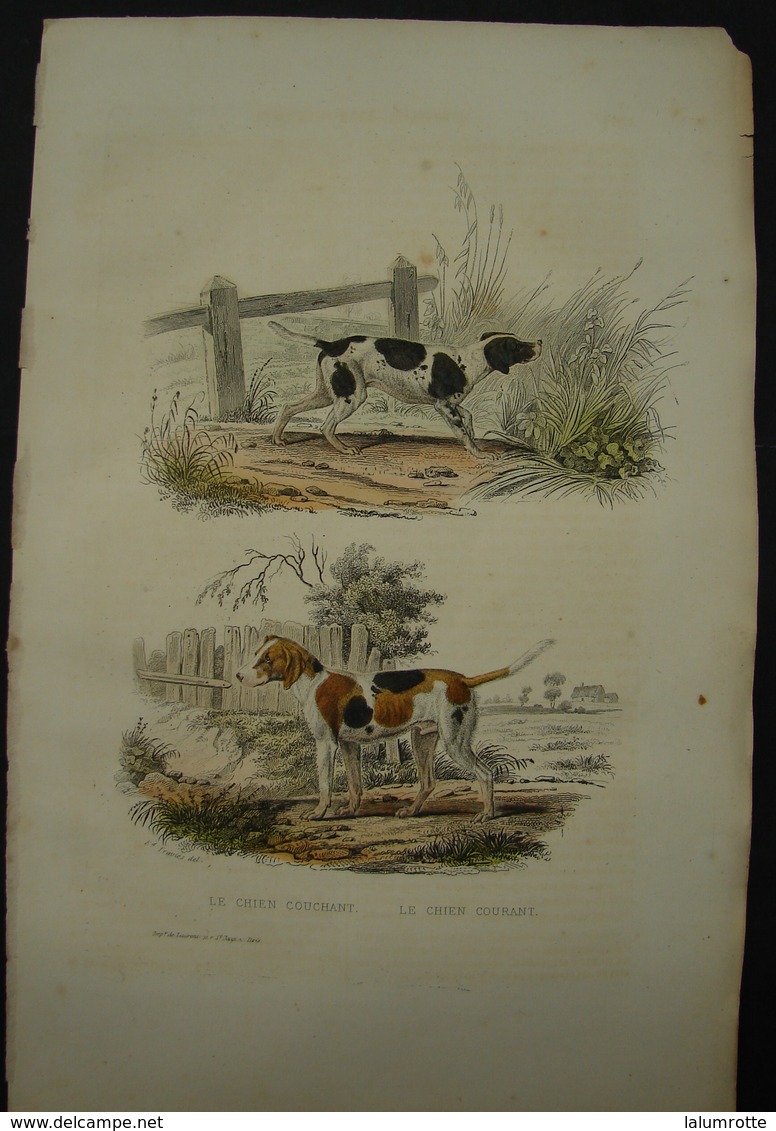 PDG. 1. Gravure D'Edouart Taviès. Le Chien Couchant Et Le Chien Courant En Couleurs. Imprimeur De Laurent - Estampes & Gravures