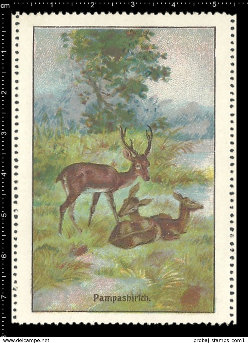 Set of 6 German poster stamp Reklamemarke Vignette Erinnofili publicité DEER, HIRSCH, CERVO, CERF, Set 1 - Very rare !