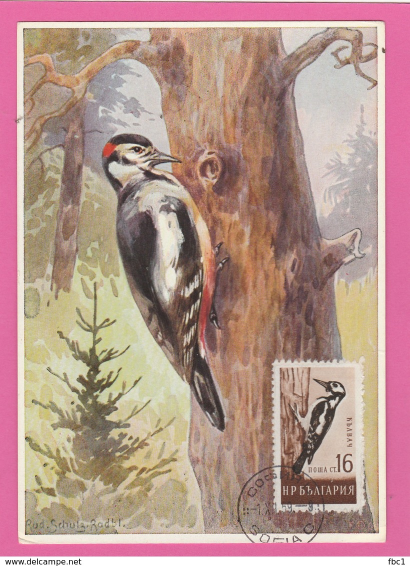 Carte Maximum - Oiseaux - Pic - Bulgarie - Sofia  1959 - Specht- & Bartvögel