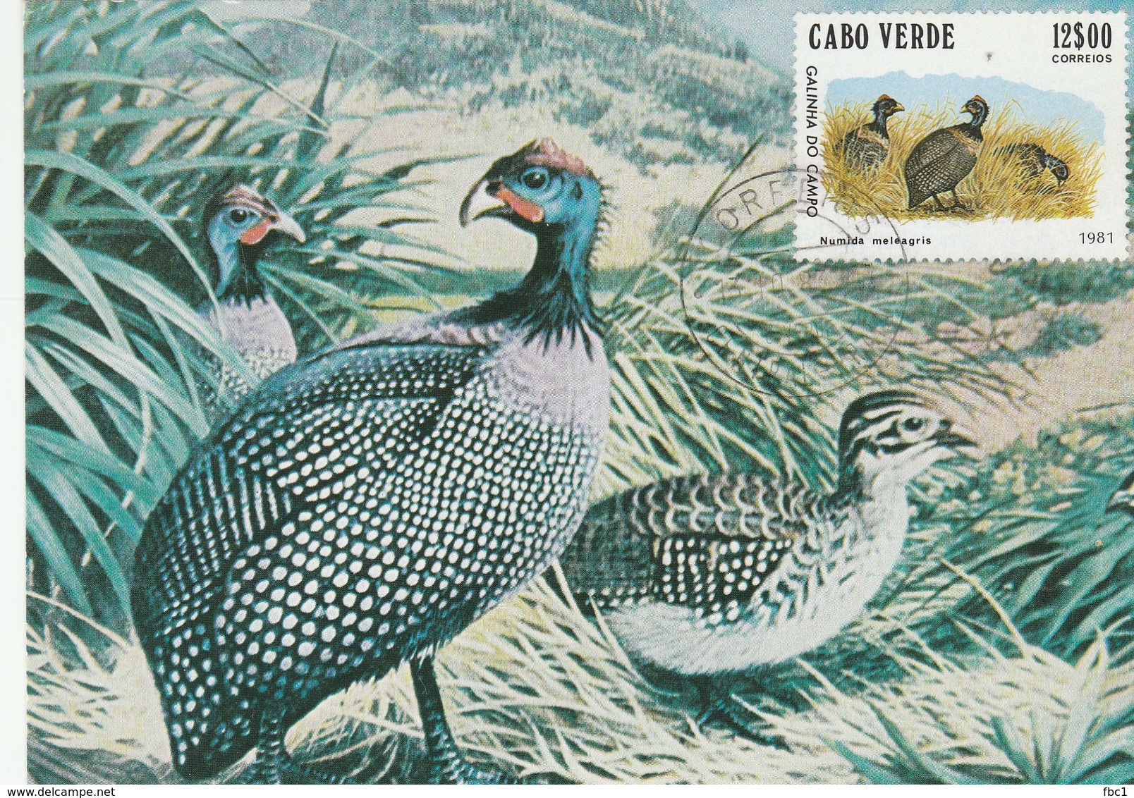 Carte Maximum - Oiseaux - Galinha Do Campo - Cabo Verde - Cap Vert - Autres & Non Classés