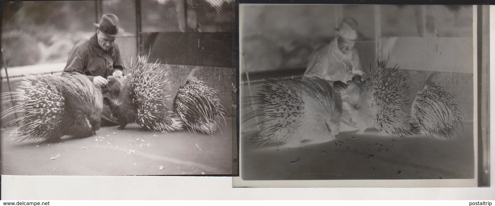 PORCOPINES Foto + Celluloid Negatives, Of Various Animals, Big Cats, Birds, Zoo, Bears, Monkeys Mono Aap - Autres & Non Classés