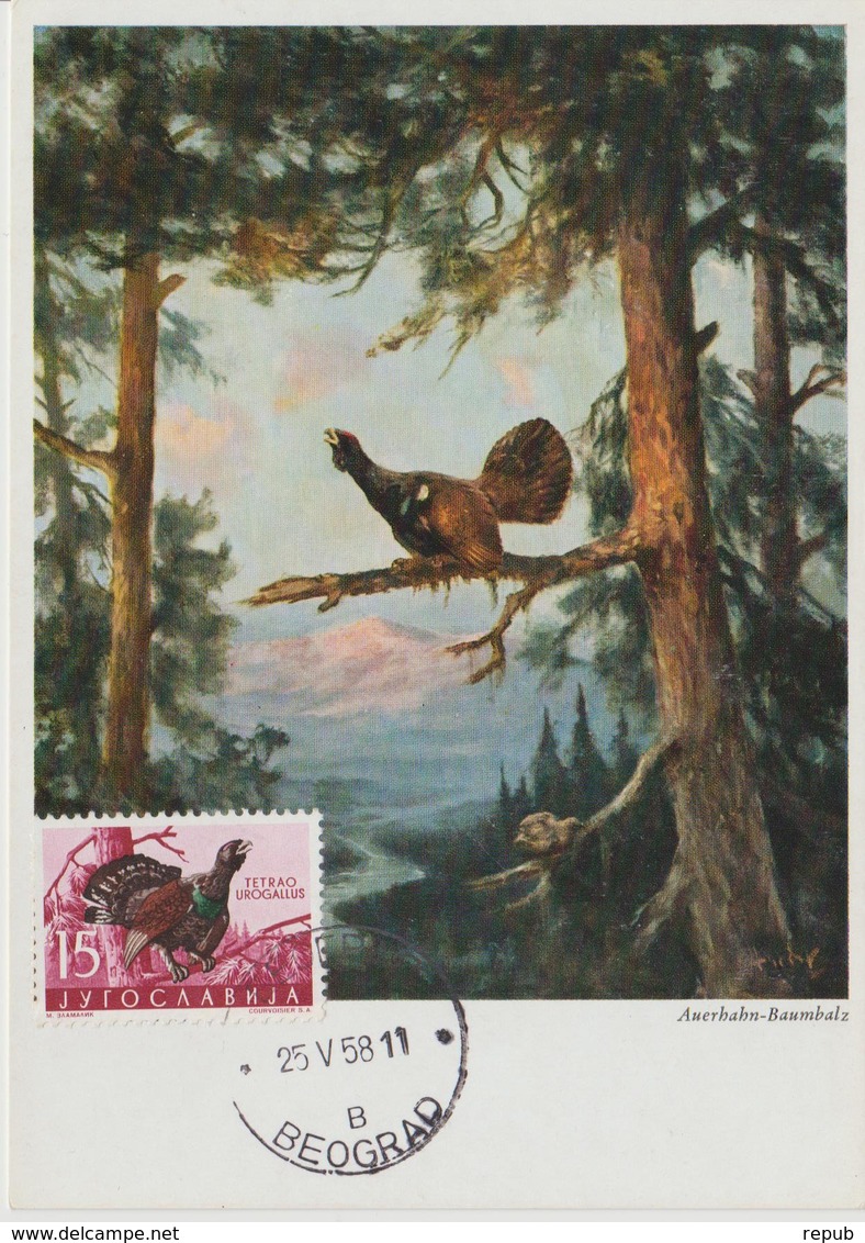 Yougoslavie Carte Maximum Oiseaux 1958 Coq De Bruyère 745 - Cartes-maximum