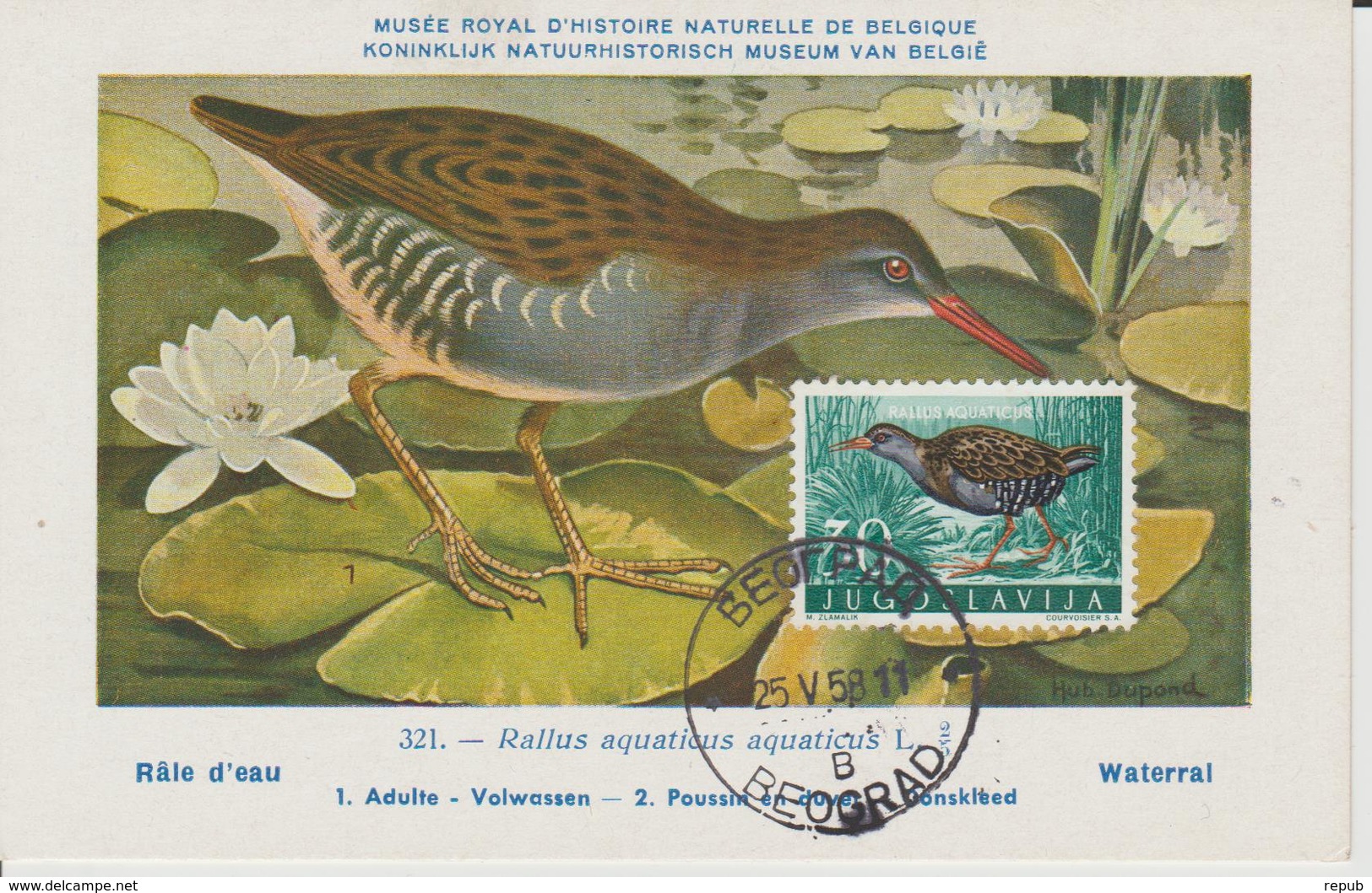 Yougoslavie Carte Maximum Oiseaux 1958 Rale 748 - Cartes-maximum