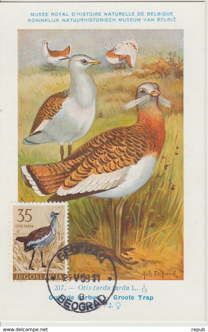 Yougoslavie Carte Maximum Oiseaux 1958 Outarde 749 - Cartes-maximum