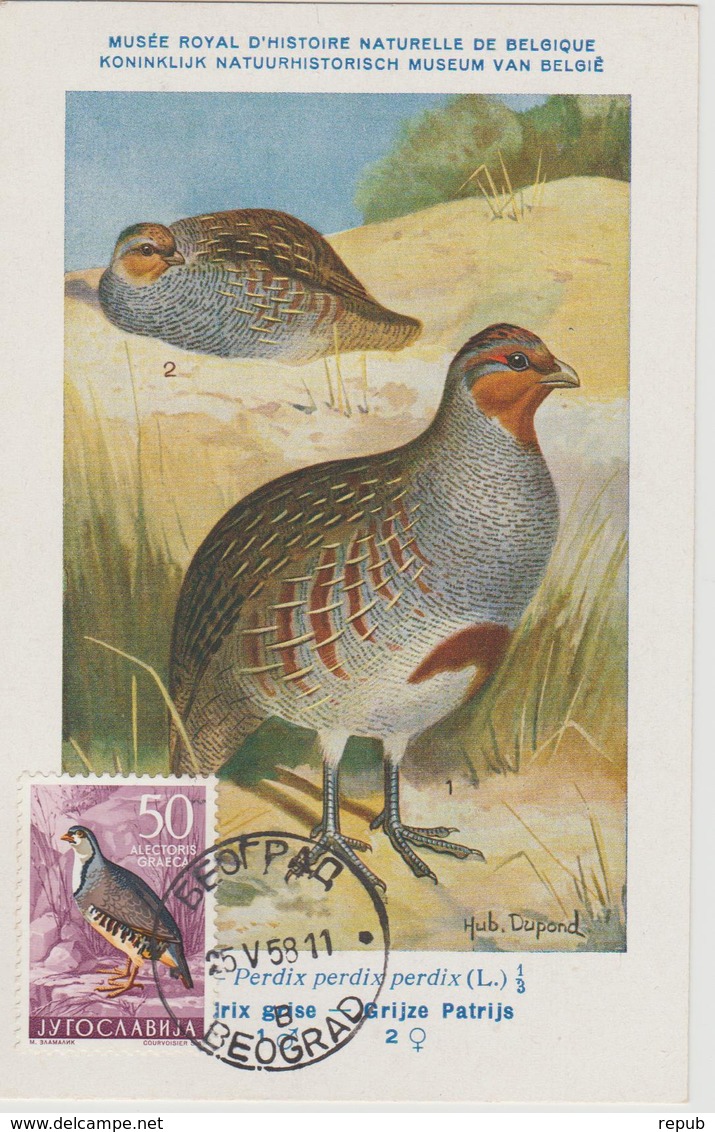 Yougoslavie Carte Maximum Oiseaux 1958 Perdrix 750 - Cartes-maximum