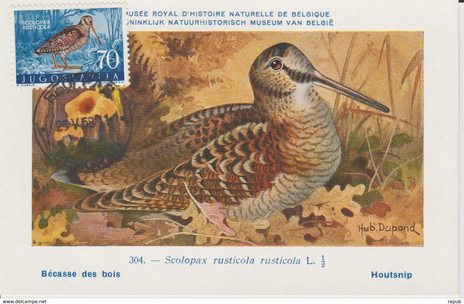 Yougoslavie Carte Maximum Oiseaux 1958 Bécasse 751 - Cartes-maximum